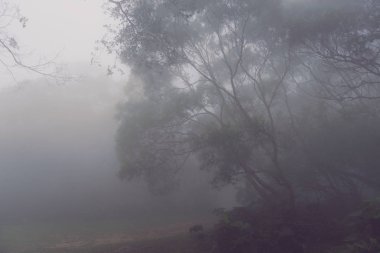 Arka plan için yoğun sis ile karanlık dumanlı orman