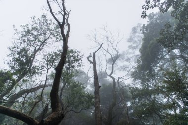 Arka plan için yoğun sis ile karanlık dumanlı orman
