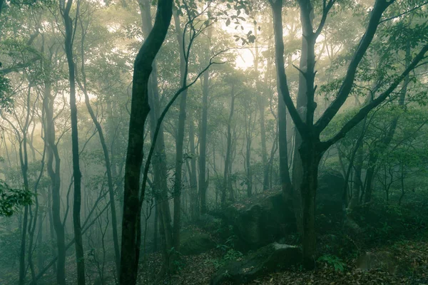 Donker Misty bos met dichte mist voor achtergrond — Stockfoto