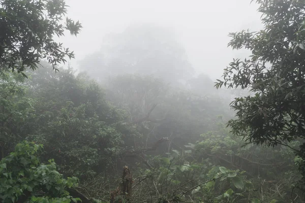 Bosque oscuro brumoso con niebla densa para el fondo — Foto de Stock
