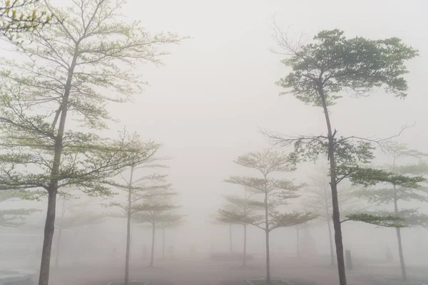 Arka plan için yoğun sis ile karanlık dumanlı orman