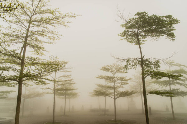Dark Misty forest with dense fog for background — Stock Photo, Image
