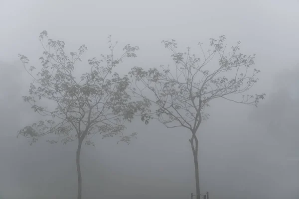 Темно-туманный лес с густым туманом для фона — стоковое фото