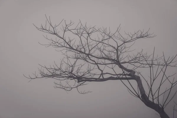 Forêt brumeuse sombre avec brouillard dense pour arrière-plan — Photo