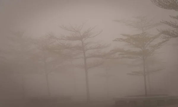 Forêt brumeuse sombre avec brouillard dense pour arrière-plan — Photo