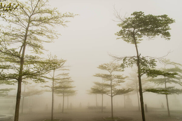 Dark Misty forest with dense fog for background Stock Photo