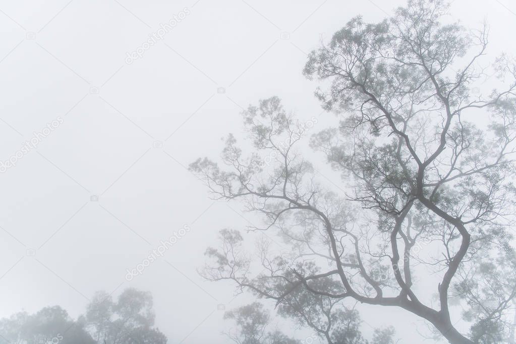 Dark Misty forest with dense fog for background