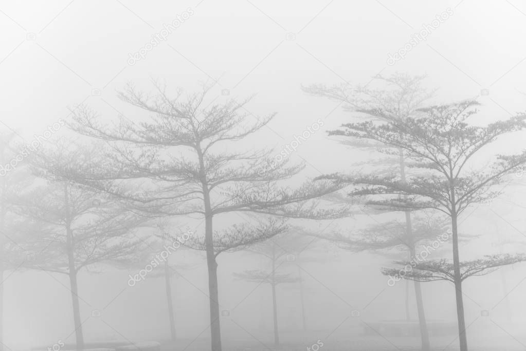 Dark Misty forest with dense fog for background