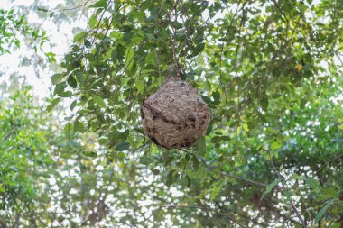 Yaban arıları, zararlı böcekler bir ağaç dalı eşekarısı asmak onların büyük yuva kurmak gibi.