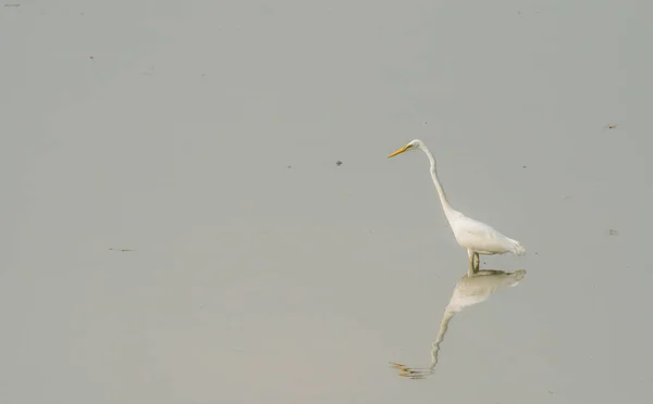 Las aves se alimentan del bosque de manglares en la naturaleza — Foto de Stock