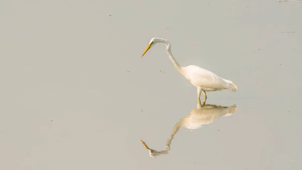 Las aves se alimentan del bosque de manglares en la naturaleza — Foto de Stock