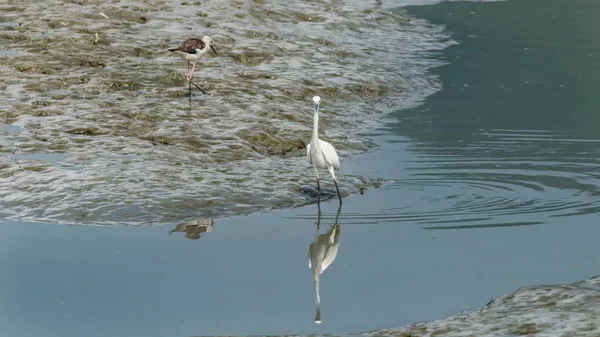 Las aves se alimentan del bosque de manglares en la naturaleza — Foto de Stock