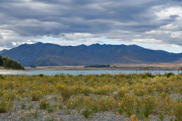 Gele bloemen geteeld door lakeside op Lake Tekapo, Zuidereiland van Nieuw-Zeeland — Stockfoto