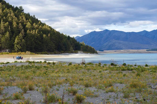 Flores amarelas cultivadas à beira do lago no Lago Tekapo, Ilha Sul da Nova Zelândia — Fotografia de Stock