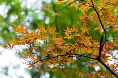 Kyoto, Japonya'nın sonbahar sırasında altın Japonca akçaağaç yaprakları