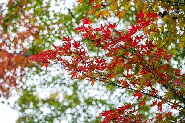 Folhas de bordo japonesas amarelas e vermelhas durante o outono em Kyoto, Japão — Fotografia de Stock
