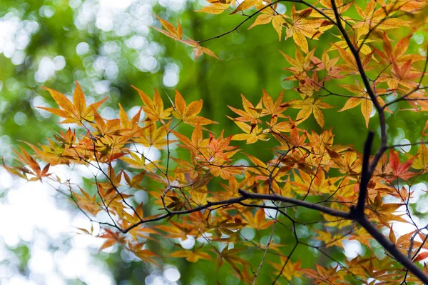 Folhas de bordo japonesas douradas durante o outono em Kyoto, Japão — Fotografia de Stock