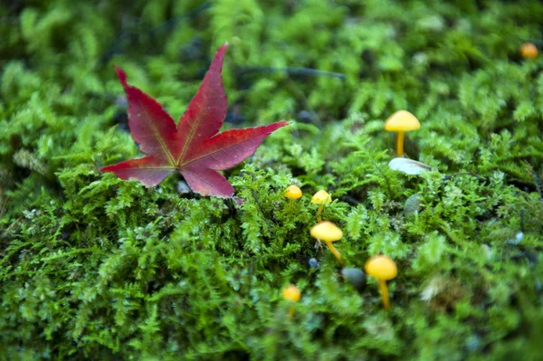 Red Japanese maple leaf fallen on green mossy ground during autumn — Stock Photo, Image