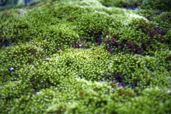 Close up of green moss with natural soft background — Stock Photo, Image