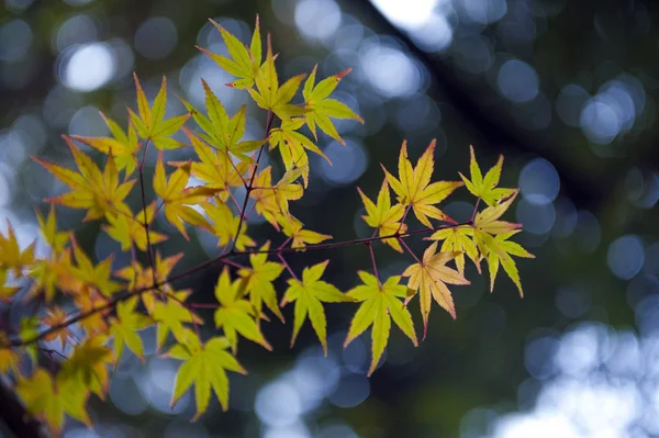 Javor dlanitolistý žluté a zelené listy během podzimu v Kjótu, Japonsko — Stock fotografie