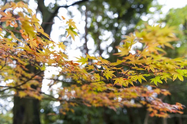 Yellow and red Japanese maple leaves during autumn in Kyoto, Japan