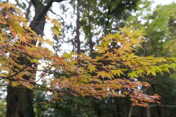 Yellow and red Japanese maple leaves during autumn in Kyoto, Japan