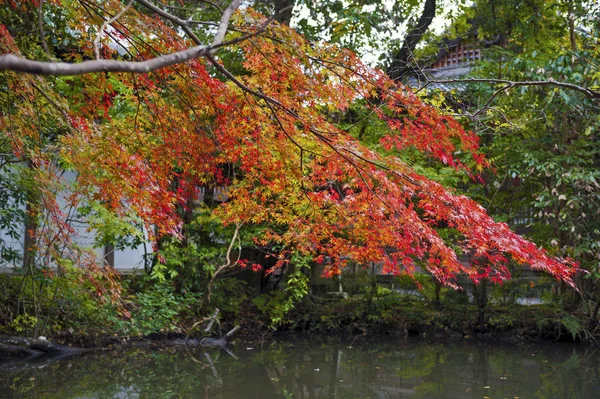 Red Japanese maple tree during autumn in Kyoto, Japan — Stock Photo, Image