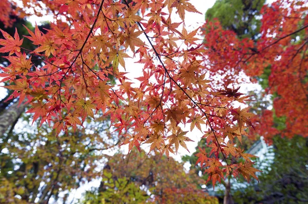 Klon palmowy czerwony liści jesienią w Kioto, Japonia — Zdjęcie stockowe