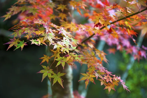 Röda och gula japansk lönnlöv under hösten i Kyoto, Japan — Stockfoto