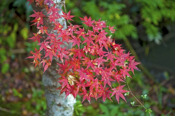 Red Japanese maple leaves during autumn in Kyoto, Japan