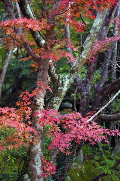 Rote japanische Ahornblätter im Herbst in Kyoto, Japan — Stockfoto