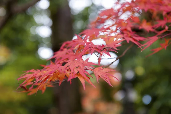 Klon palmowy czerwony liści jesienią w Kioto, Japonia — Zdjęcie stockowe