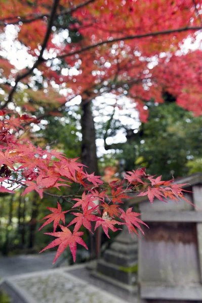 Feuilles d'érable rouges japonaises durant l'automne à Kyoto, Japon — Photo