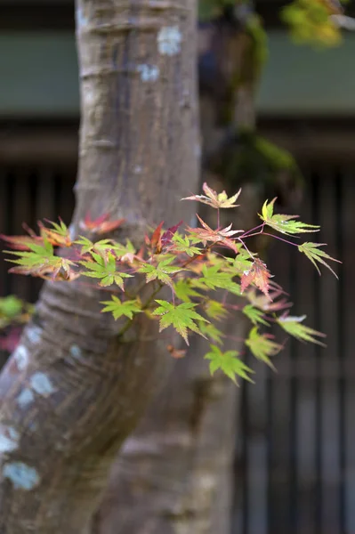 Japanese maple tree during autumn in Kyoto, Japan