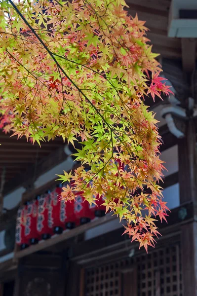 Feuilles d'érable jaunes et rouges durant l'automne à Kyoto, Japon — Photo