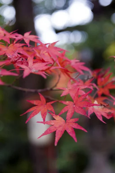 Red Japanese maple leaves during autumn in Kyoto, Japan Stock Image
