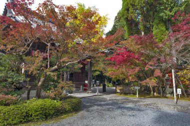 Kyoto Sekizan Zen, Japon tapınakta sonbahar sırasında