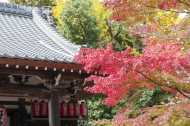 Kyoto Sekizan Zen, Japon tapınakta sonbahar sırasında