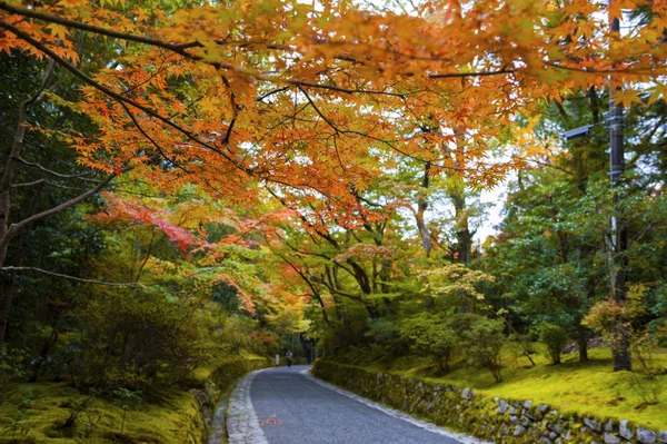 Kleurrijke bladeren in Japanse tuin in Kyoto tijdens de herfst — Stockfoto