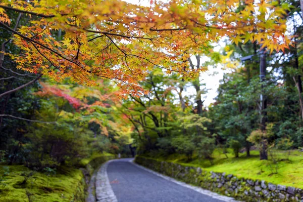 Kleurrijke bladeren in Japanse tuin in Kyoto tijdens de herfst — Stockfoto
