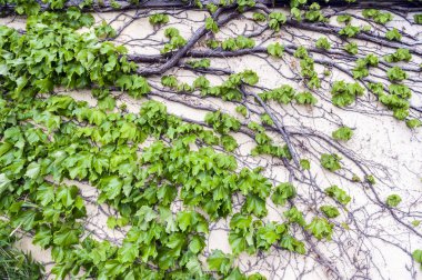 Sarmaşık veya duvara sürünen Hedera