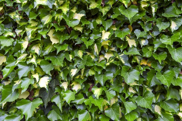 Ivy or Hedera creeping on wall — Stock Photo, Image