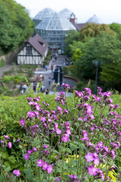 Kobe, Japão - abril de 2016: Flores cor-de-rosa no Nunobiki Herb Garden no Monte Rokko em Kobe, Japão — Fotografia de Stock