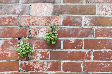 Tuğla duvar doku zemin üzerine çiçekli bitki