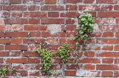 Tuğla duvar doku zemin üzerine çiçekli bitki