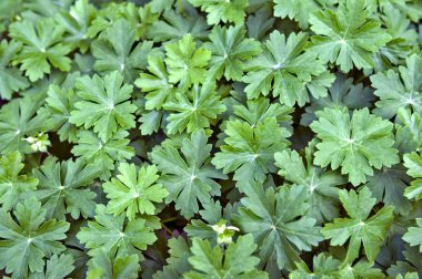 Geranium yeşil doku arka plan bırakır