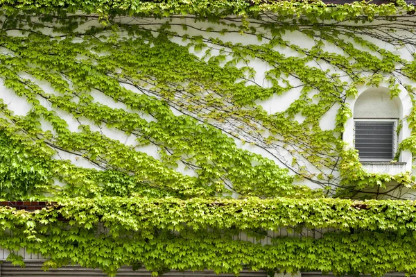 House wall and windows covered by climbing and creeping green ivy — Stock Photo, Image