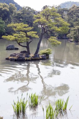 Pinus thunbergii veya Kinkaku-ji ya da altın köşk Tapınağı: Kyoto, Japan yakınındaki bir adacık üzerinde büyüyen Japon Karaçam