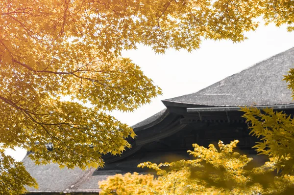 Feuillage jaune et doré luxuriant de l'érable japonais à l'automne — Photo