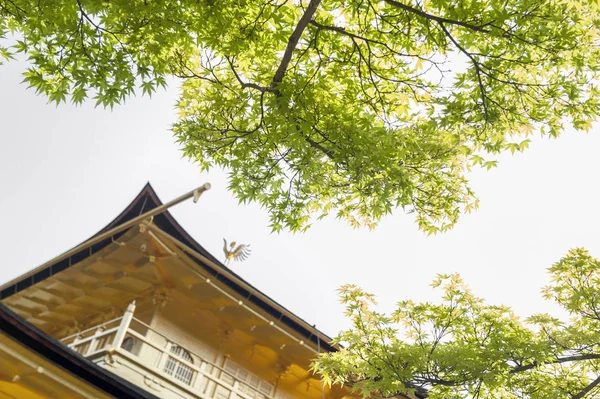 Follaje verde del árbol de arce en la temporada de primavera en Kinkaku-ji, el Pabellón de Oro, ubicado en el templo Rokuon-ji en Kyoto, Japón —  Fotos de Stock